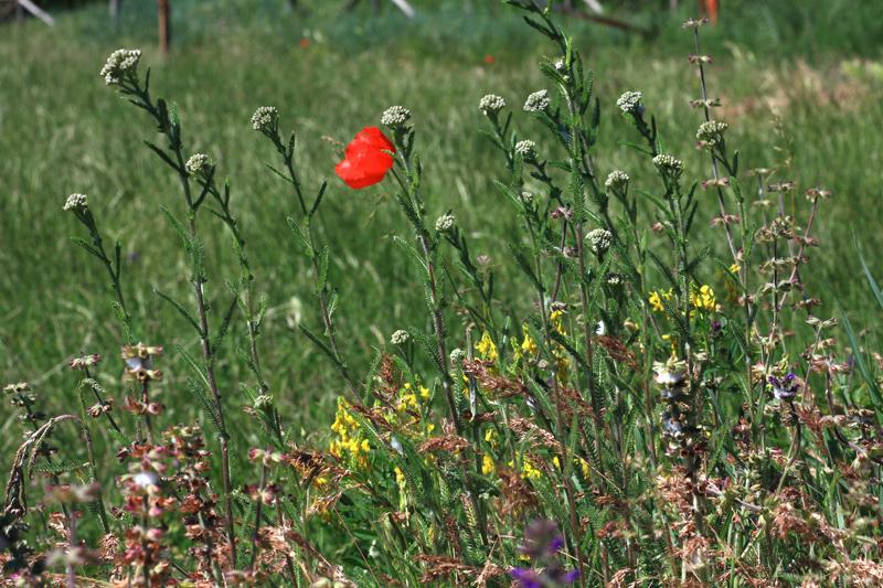 49-San Galgano,16 maggio 2011.jpg